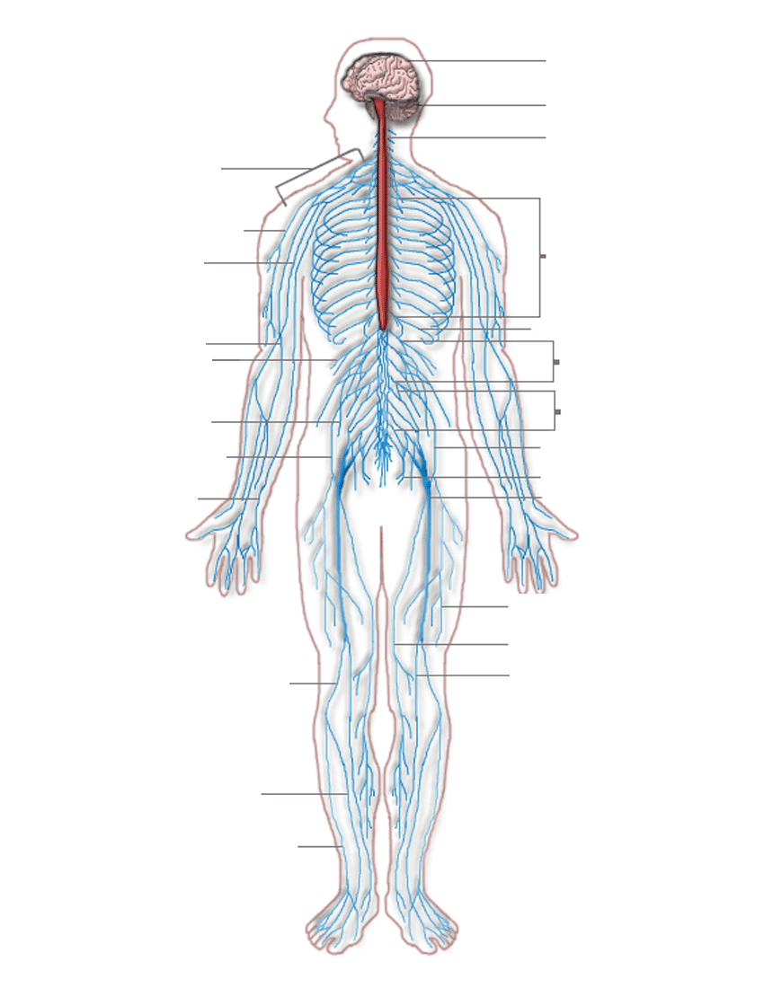 Nervous system diagram blank