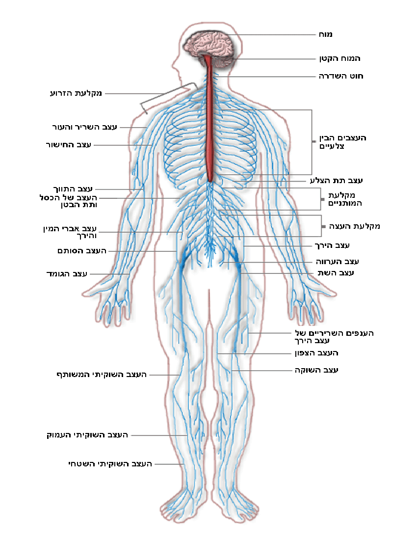 Nervous system diagram hebrew