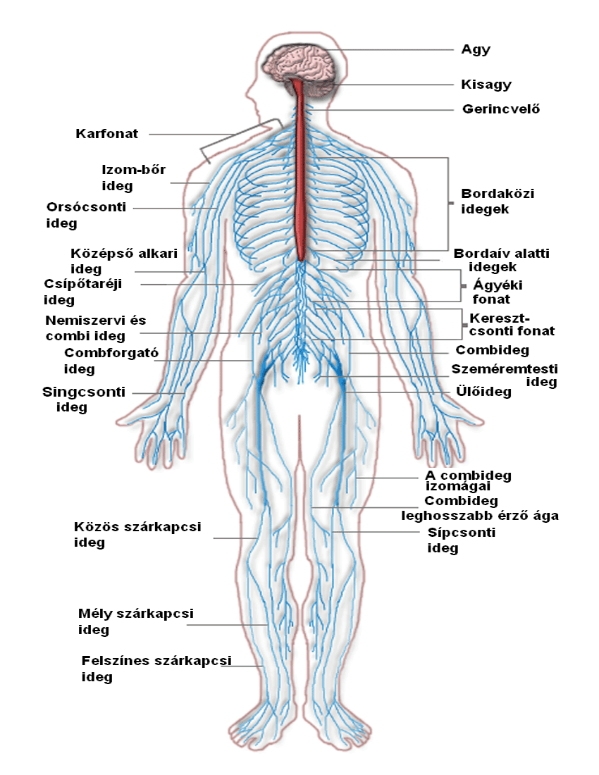 Nervous system diagram hungary