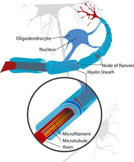 Neuron with oligodendrocyte and myelin sheath