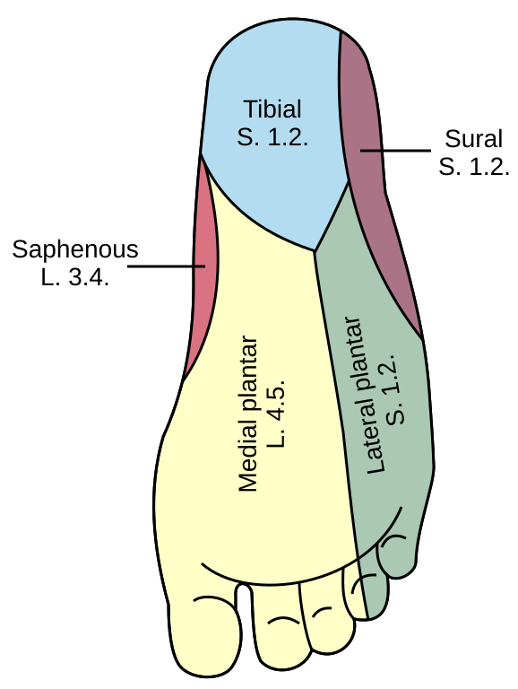 foot cutaneous innervation