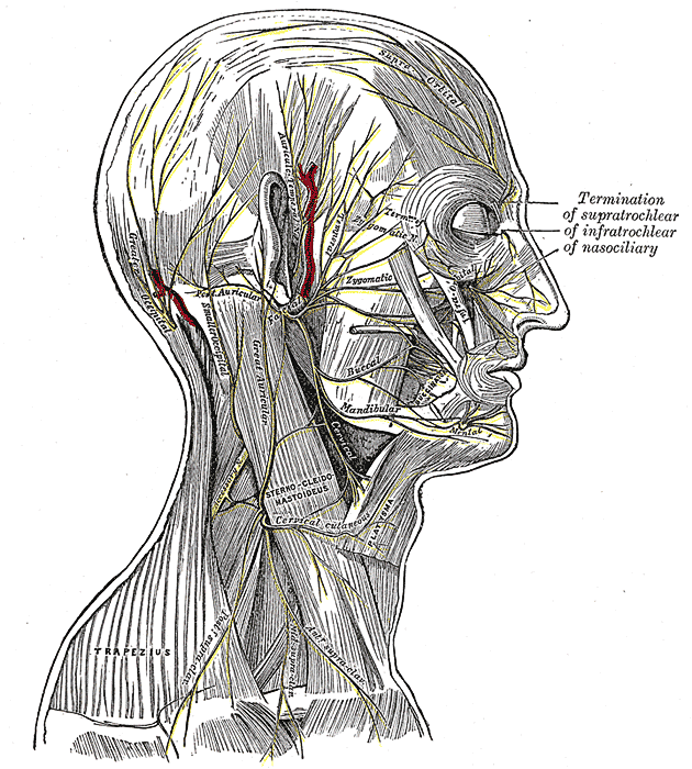 head neck nerves