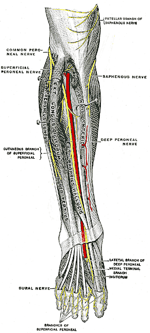 leg lower nerves