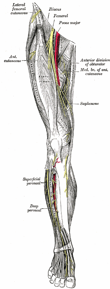 leg nerves
