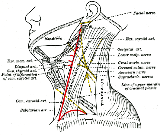 neck nerves