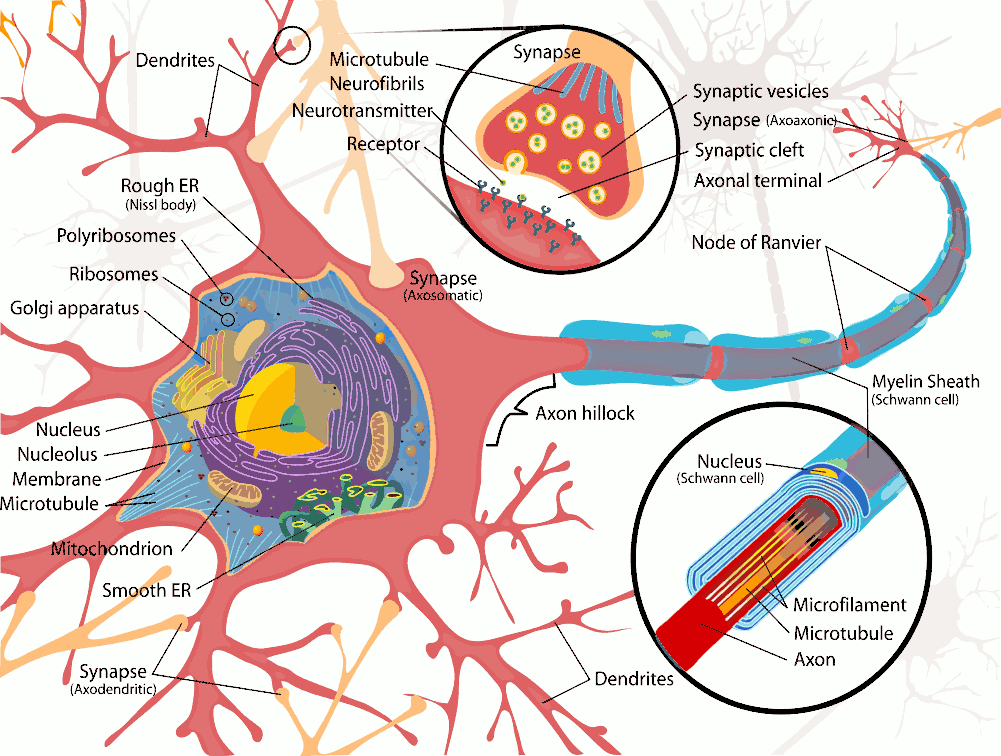 Complete neuron cell diagram full page