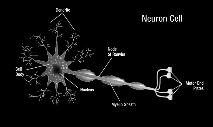 Neuron Cell dark