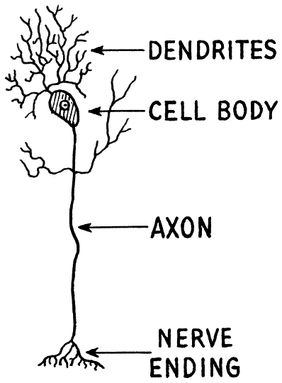 nerve diagram dendrite axon