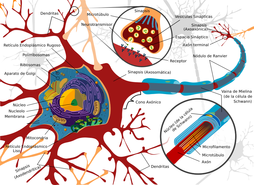 neuron cell diagram es