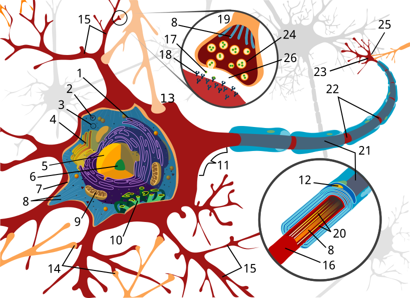 neuron cell diagram numbered