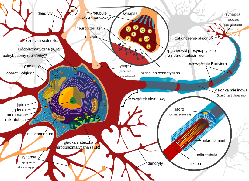 neuron cell diagram pl