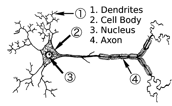 neuron label parts