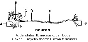 neuron labelled