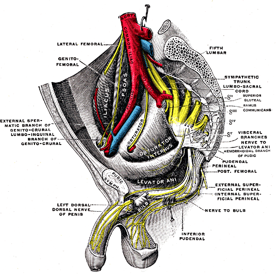 posterior scrotal nerves