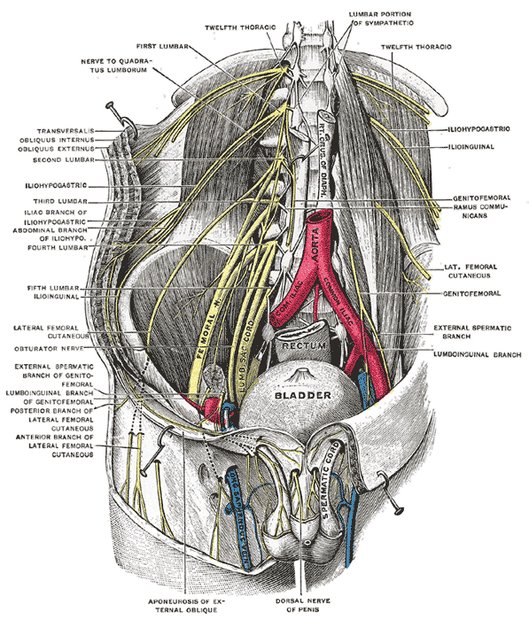 scrotal nerves