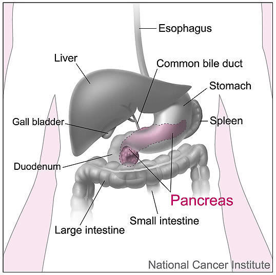 Pancreas and Nearby Organs