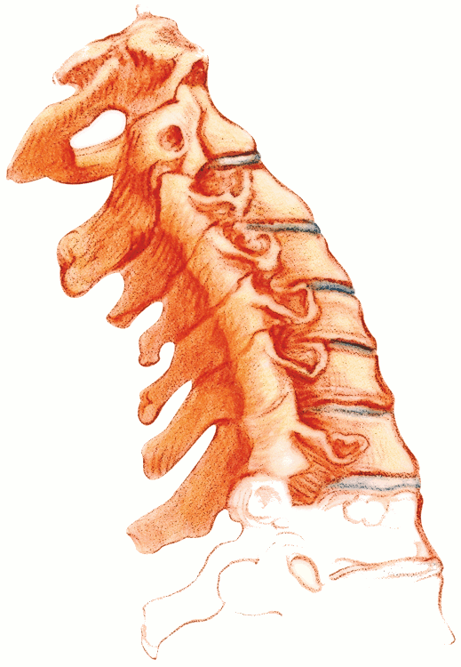 Cervical spine anatomical