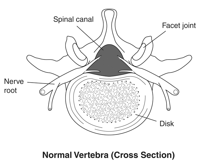 Normal Vertebra