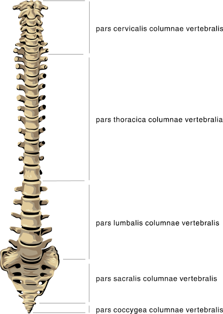anatomy spine