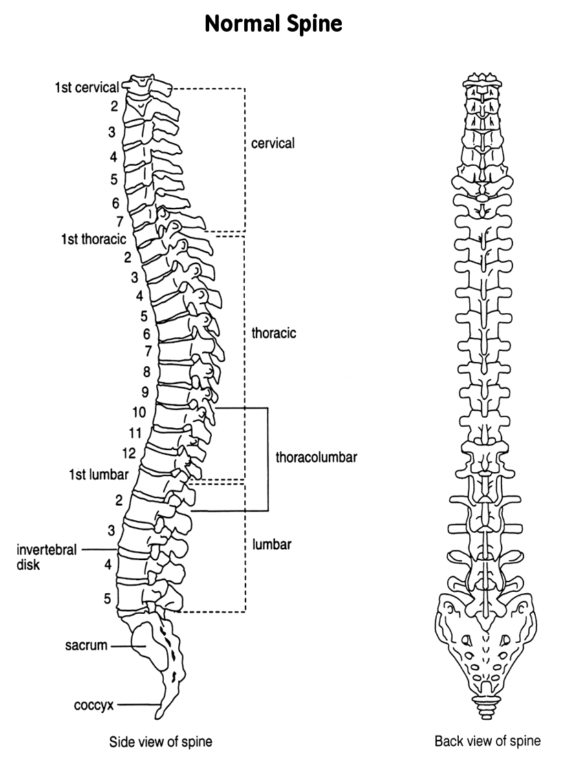 spine normal views