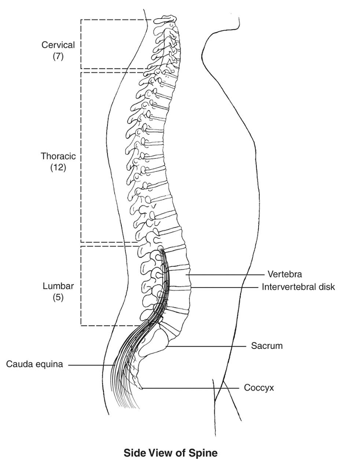 spine side view