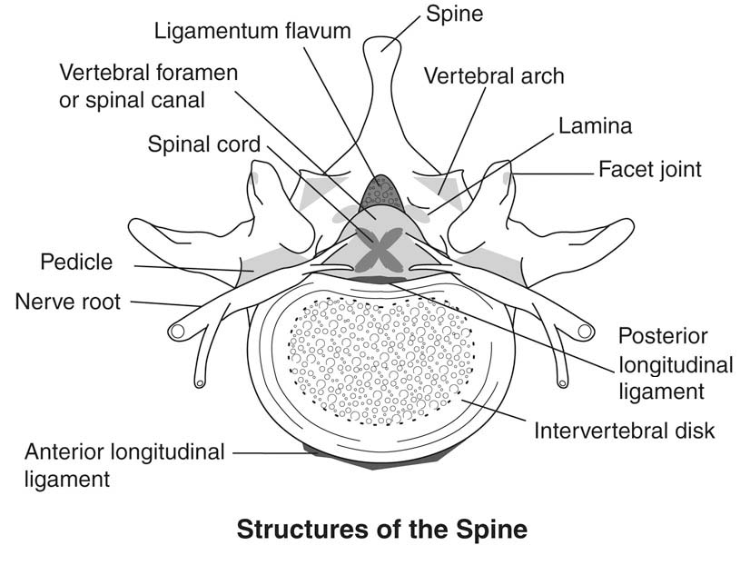 spine structures