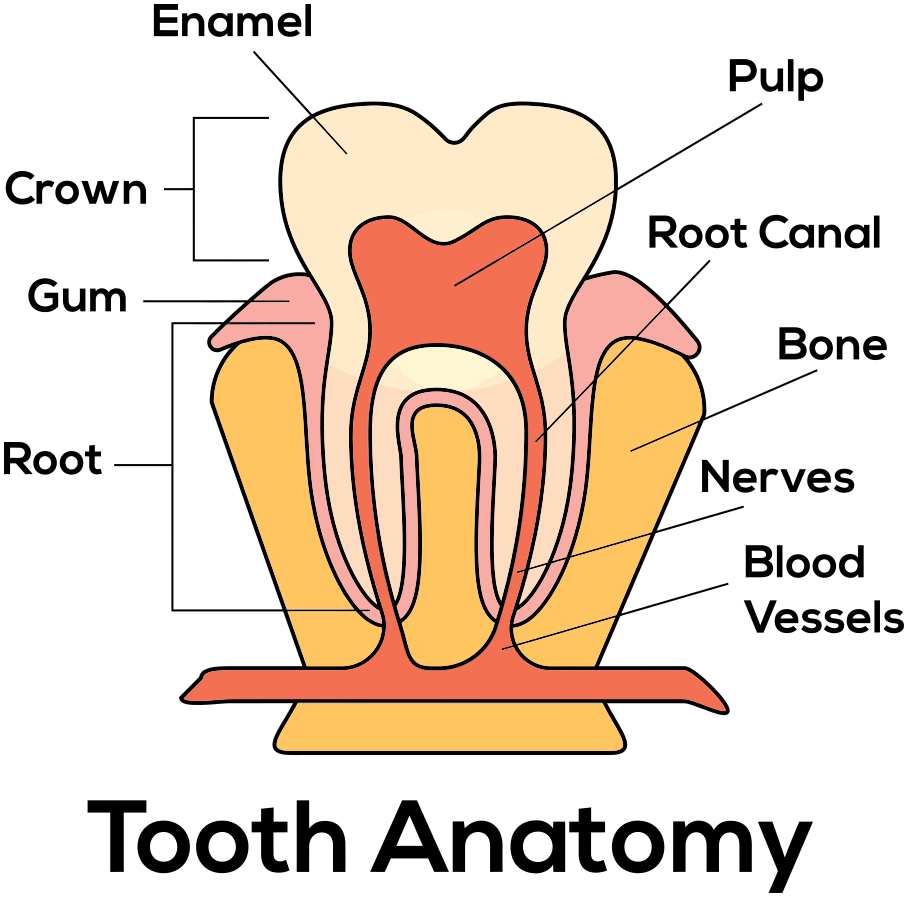 Tooth-Anatomy