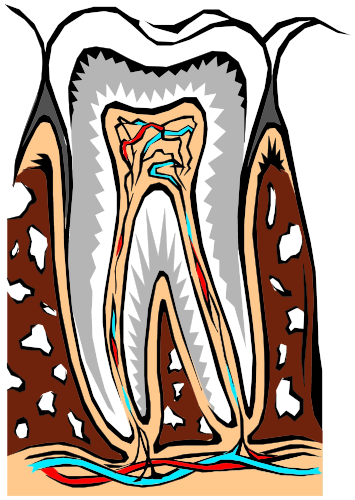 Tooth-Cross-Section