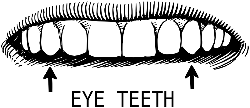 Eye Teeth