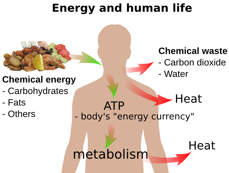 Energy and life
