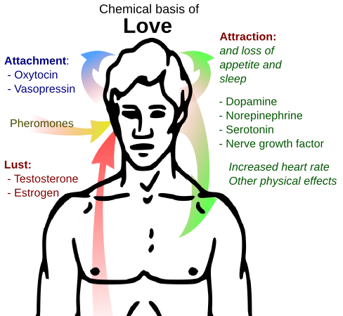 love chemical basis