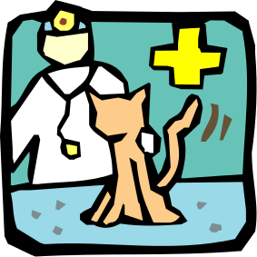 veterinarian cat