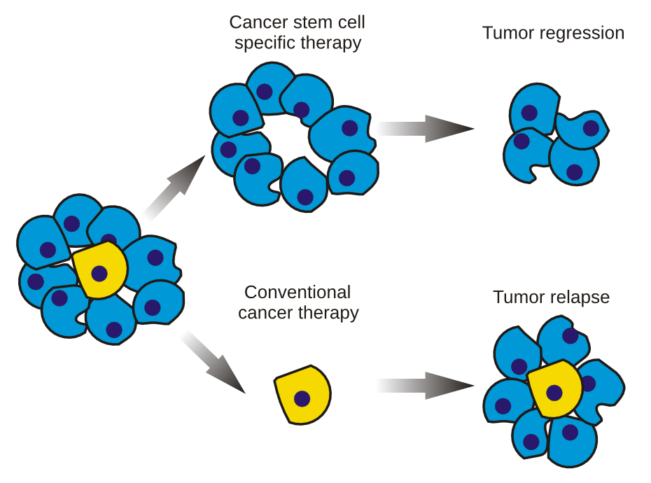 Cancer stem cell therapy