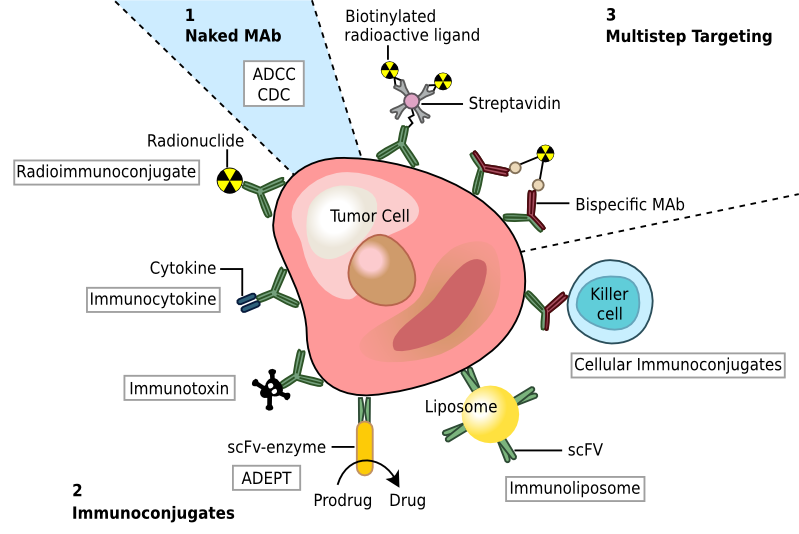 Monoclonal antibodies for cancer
