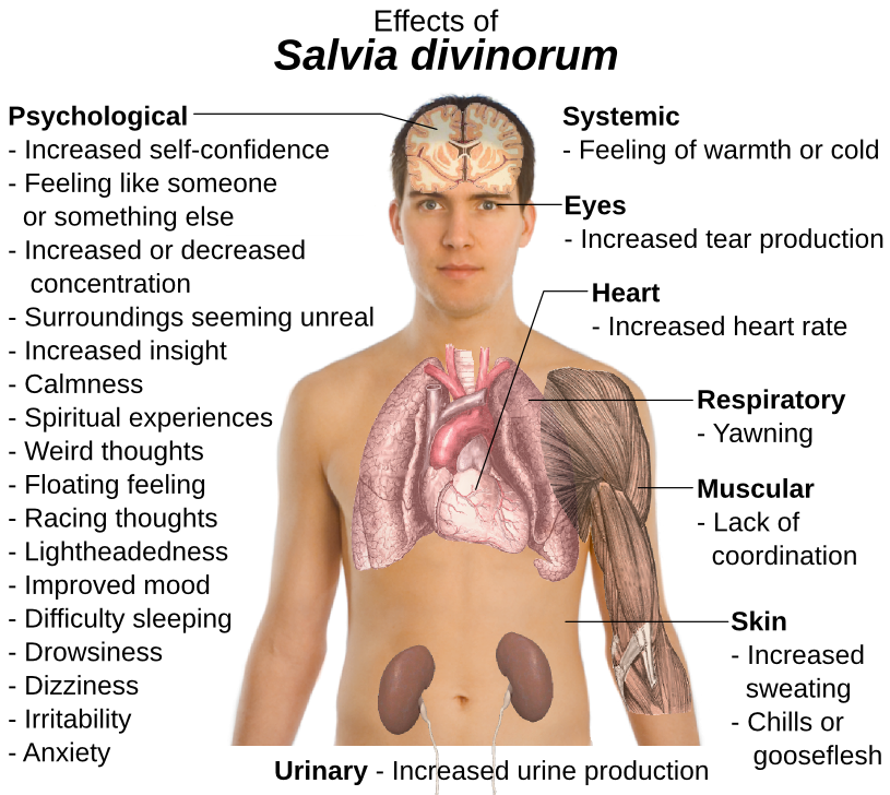 Salvia Divinorum effects