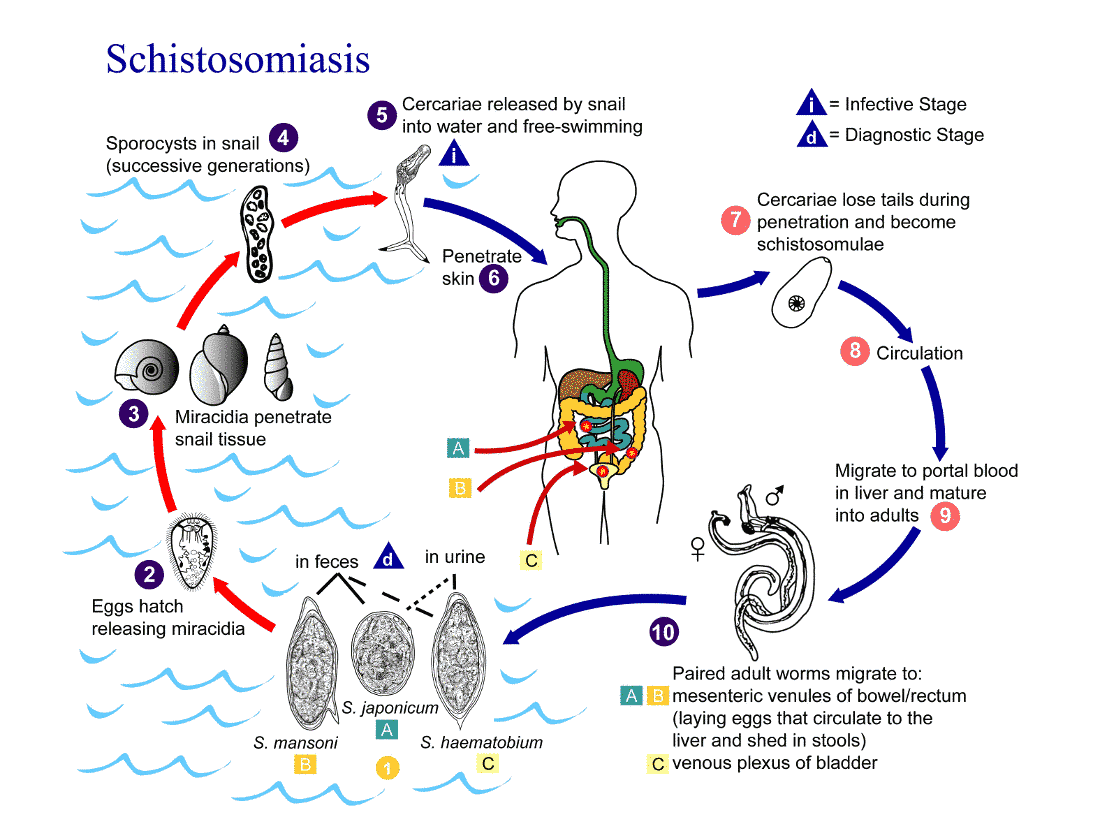 Schistosoma Parasite Life Cycle