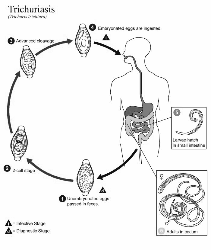 Trichuriasis lifecycle