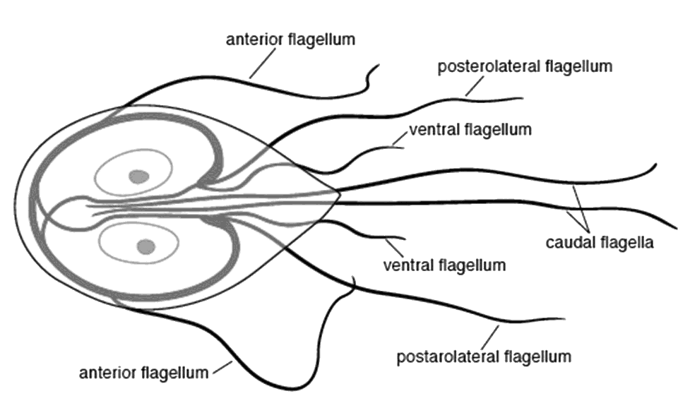 Giardia diagram