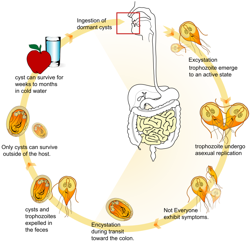 Giardia life cycle