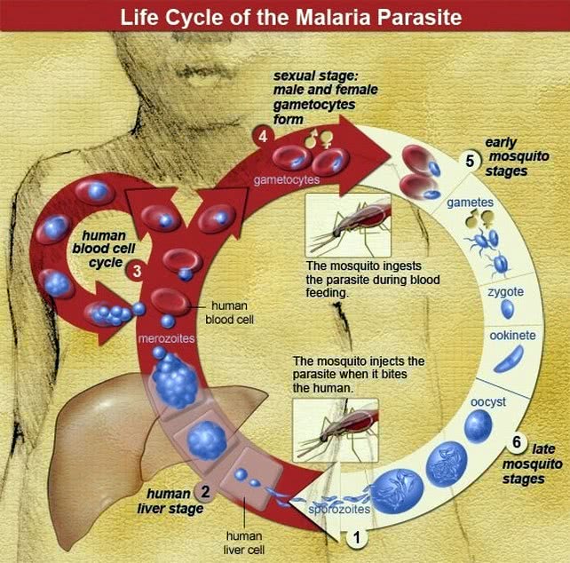 malaria parasite life cycle