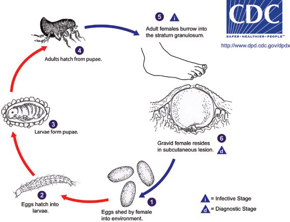 sand fleas lifecycle