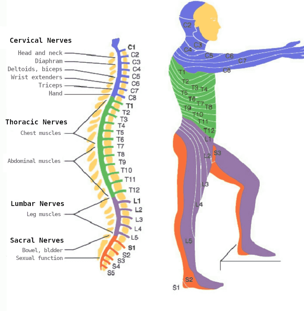 spinal-cord-injury-levels