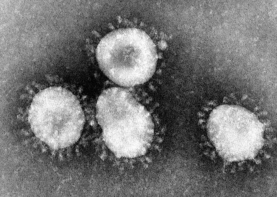 Coronaviruses photo BW