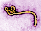 ebola/