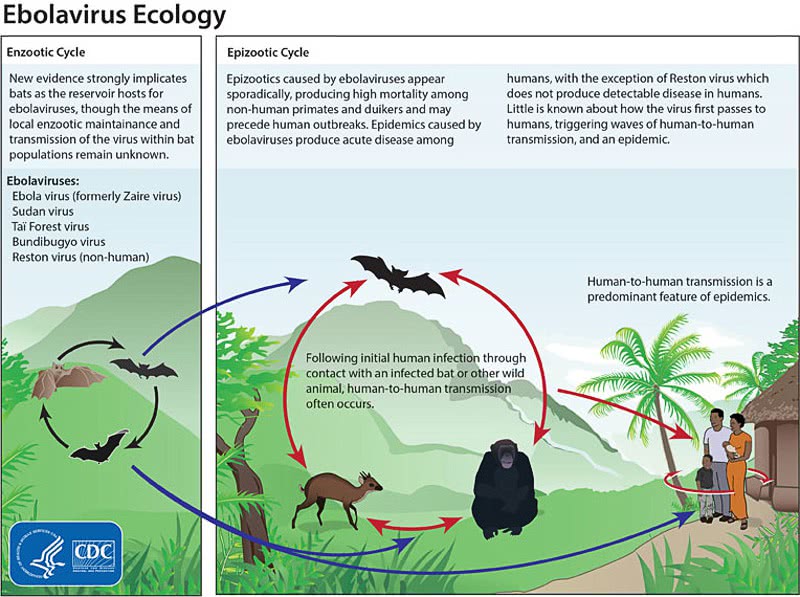 ebola ecology