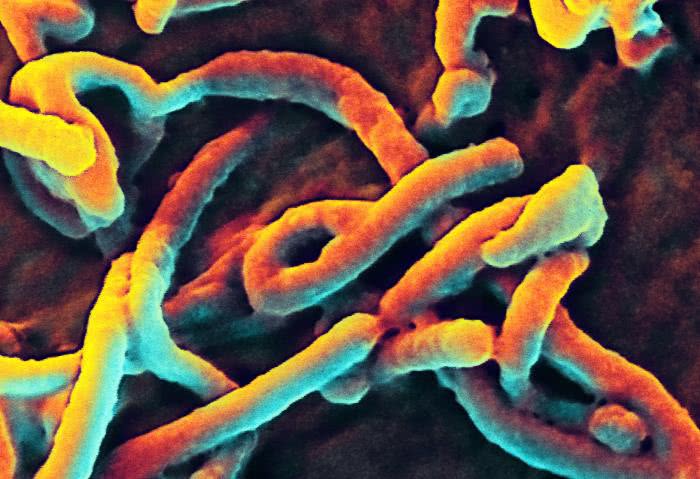 ebola filaments