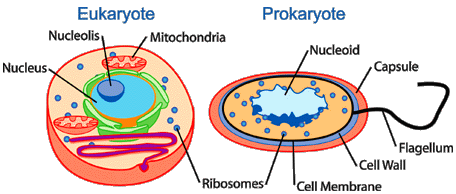 Eukaryote vs Prokaryote cells