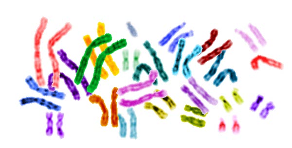 Human Chromosomes