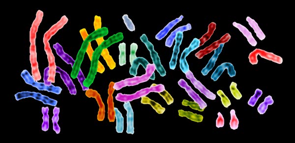 Human Chromosomes dark