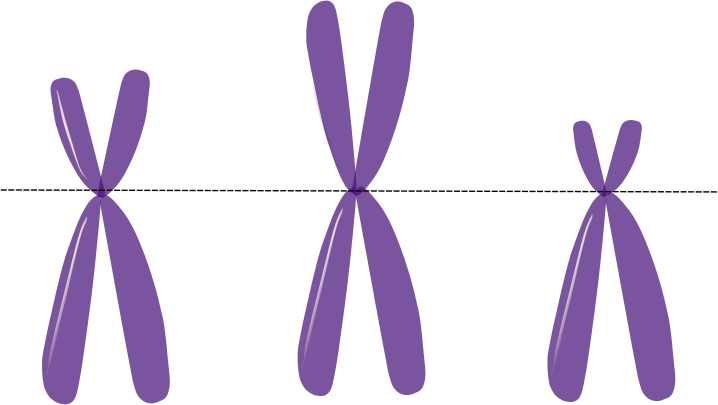 acrocentric chromosomes